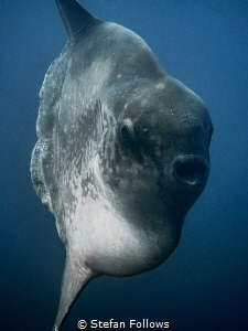 Mola on Macro ... ! Southern Ocean Sunfish - Mola ramsayi... by Stefan Follows 